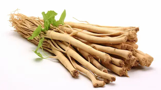 שורש אספרגוס (שטווארי הודי) - צמח מרפא לחיזוק נשי