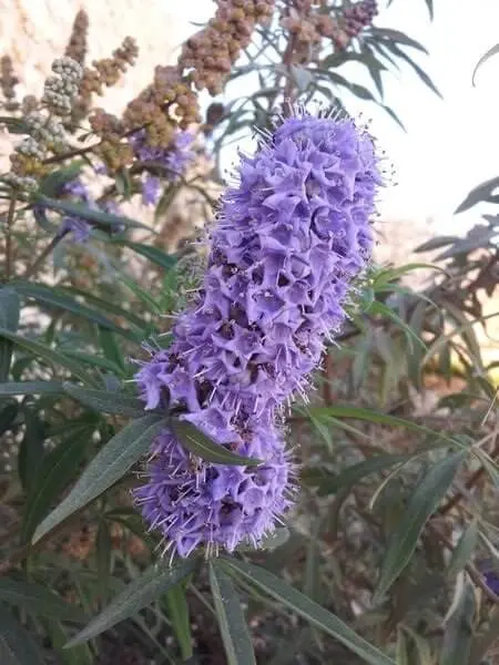 שיח אברהם (Vitex agnus-castus)
